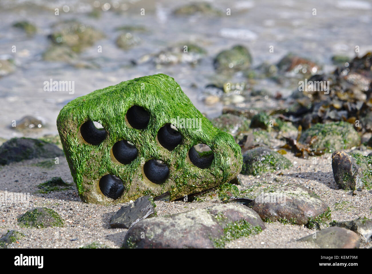 Brique creuse à bords arrondis sur une plage rocheuse à marée basse couverte d'algues vertes Banque D'Images