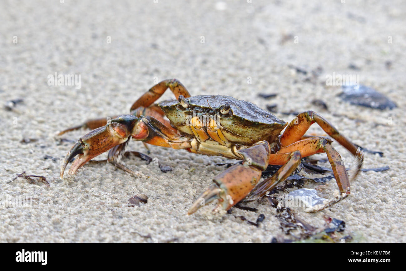 Grand crabe commun sur une plage de sable fin Banque D'Images