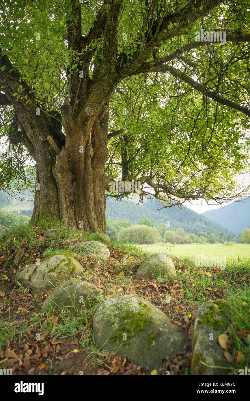 Vieil arbre solitaire sur prairie en été Banque D'Images