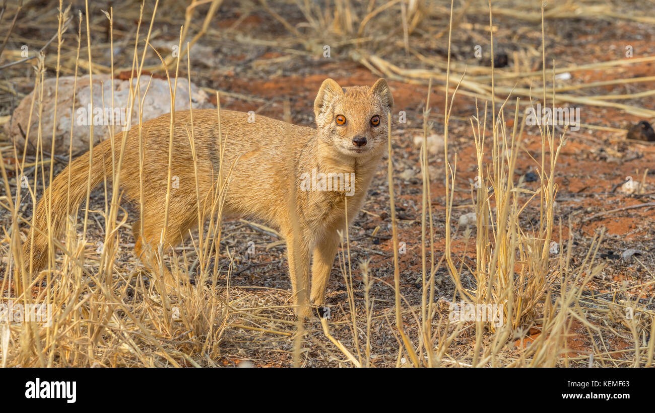 Une mangouste jaune dans le parc transfrontalier de Kgalagadi, situé dans le désert du Kalahari qui chevauche l'Afrique du Sud et le Botswana. Banque D'Images