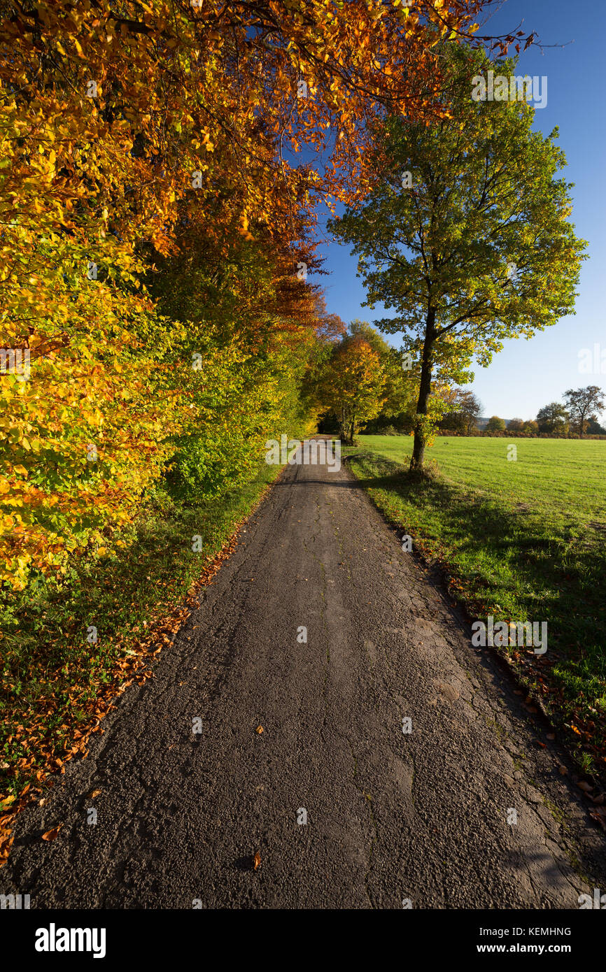 Couleurs d'automne sur une route de campagne, les Ardennes en Belgique Banque D'Images