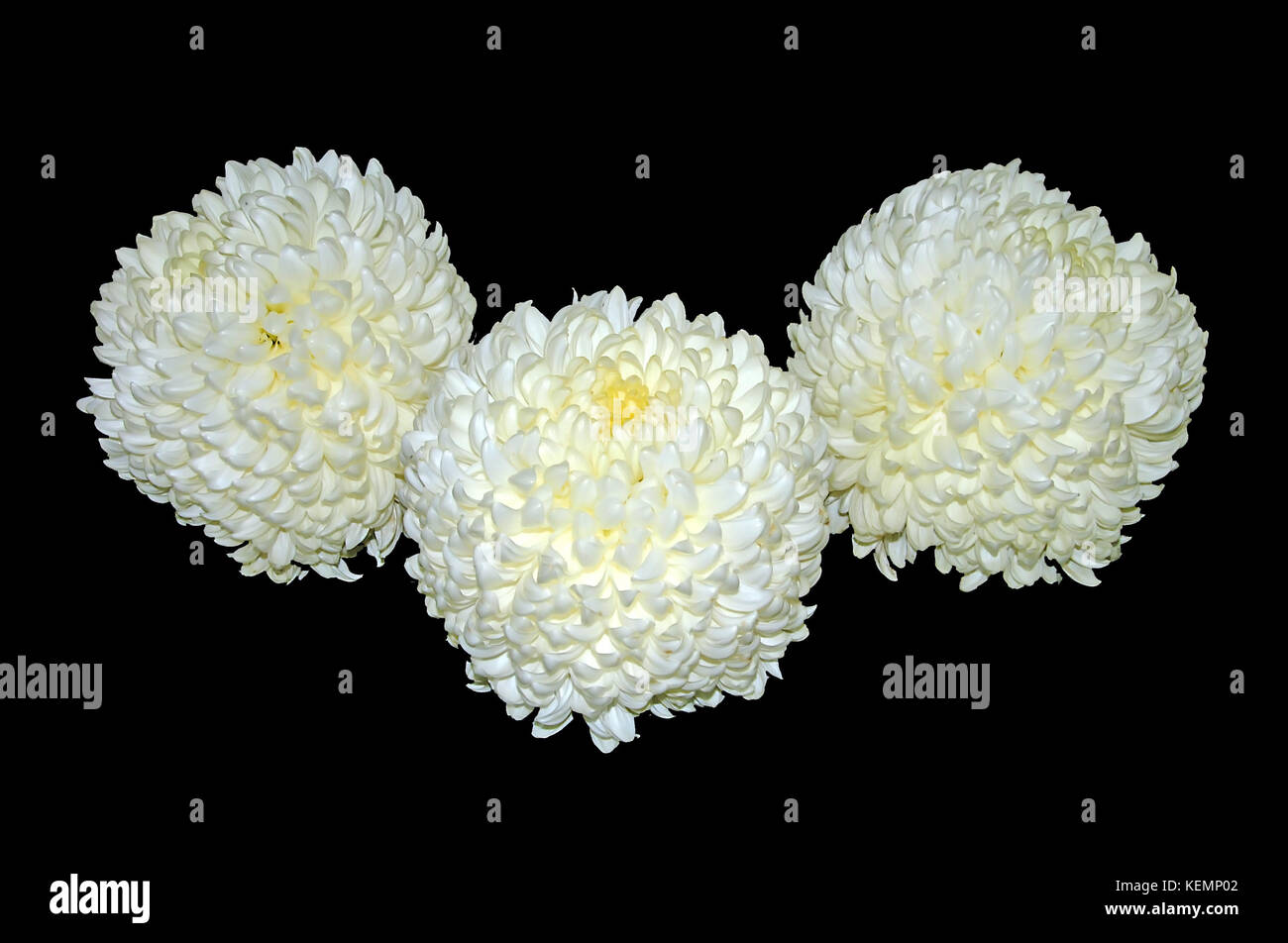 Chrysanthèmes fleurs Banque D'Images