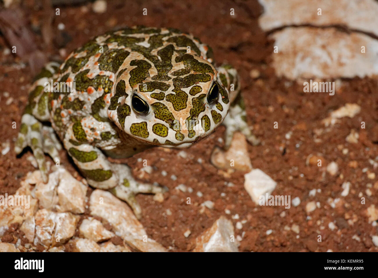Portrait du crapaud vert (Bufo viridis) Banque D'Images