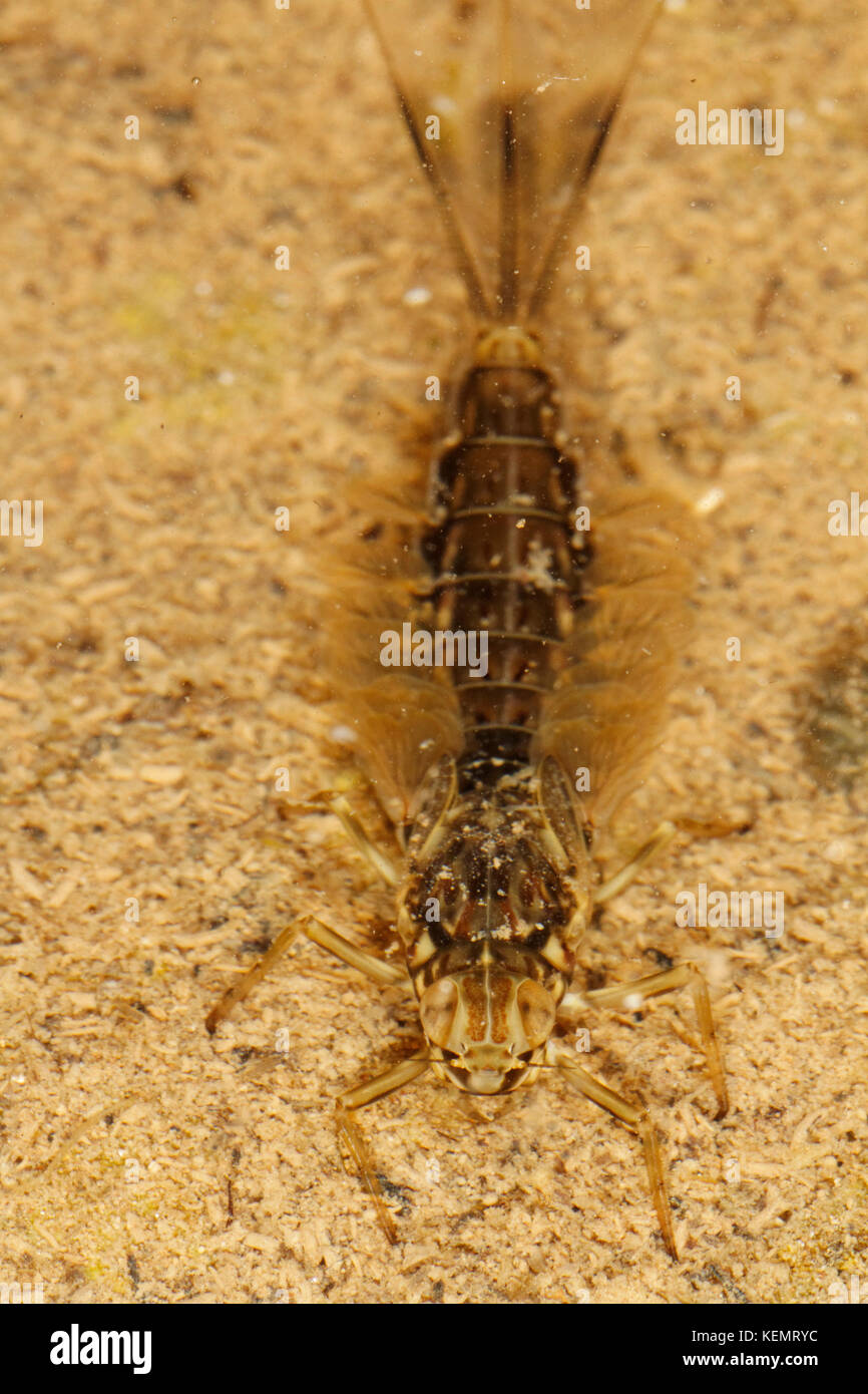 Larves Aquatiques Banque D Image Et Photos Alamy