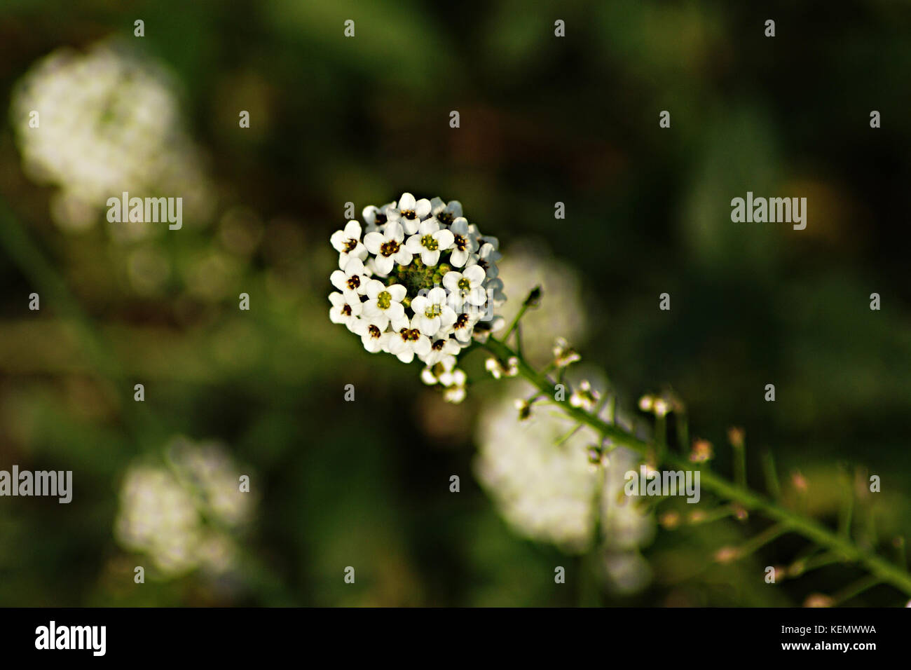 Lobularia maritima de fleurs sur un fond sombre. plante méditerranéenne, l'emplacement d'azur Banque D'Images