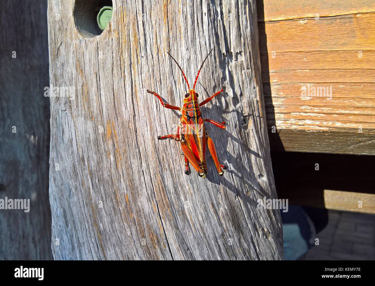 Détail Grande sauterelle rampant vers le haut de la bûche en bois sur un jour ensoleillé Banque D'Images