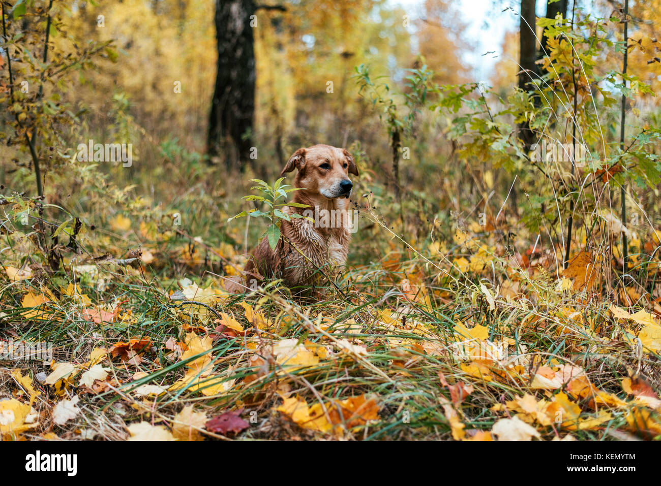 Le chien se trouve dans le parc, le fervent attend que le propriétaire. Journée d'automne feuillage dans la ville et beaucoup d'arbres. Banque D'Images