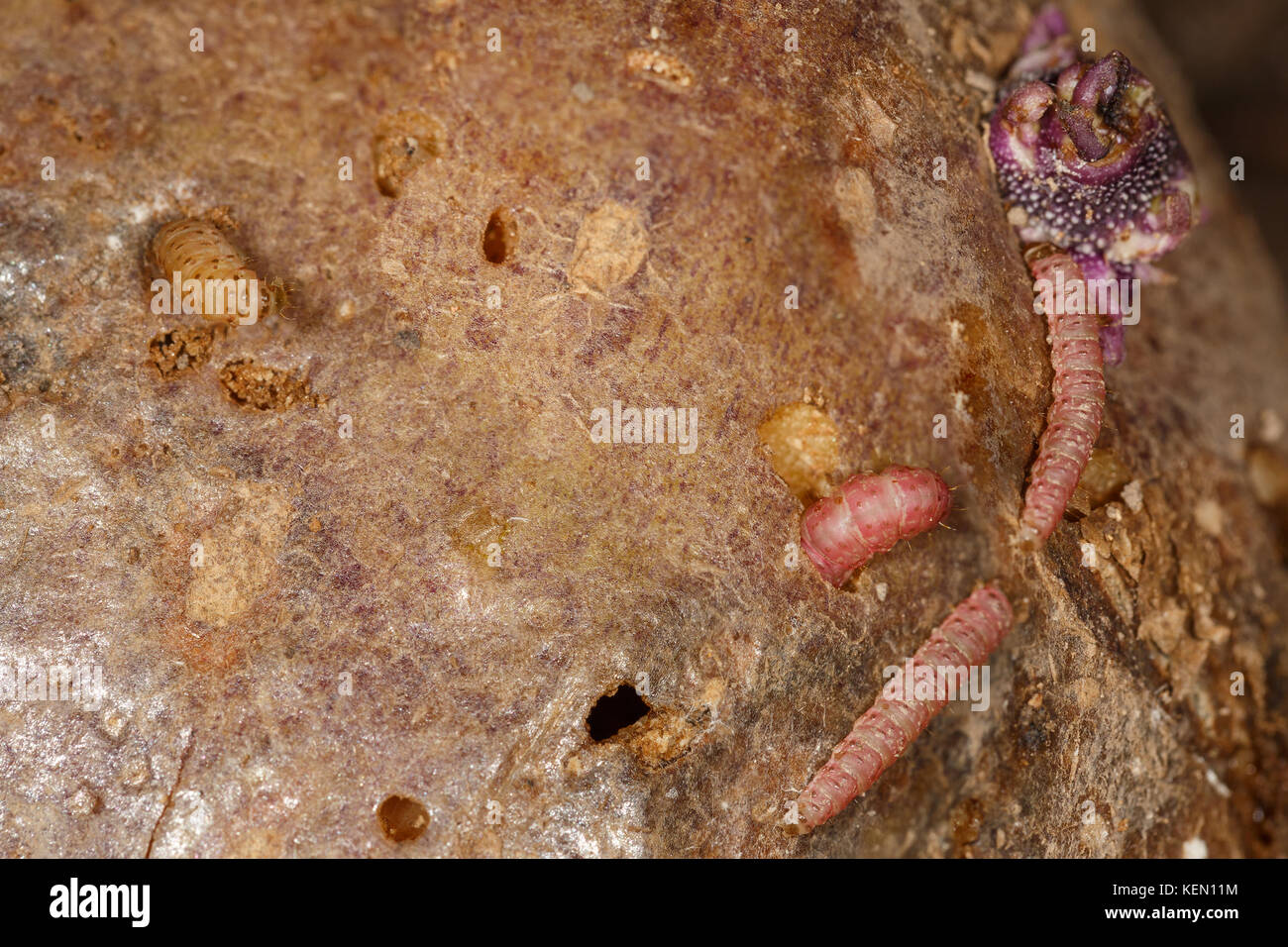 Les larves de la pomme de terre tuberworm d'Amérique centrale (Guatemala) de pommes de terre Tecia solanivora povolny () sur un tubercule de pomme de terre Banque D'Images