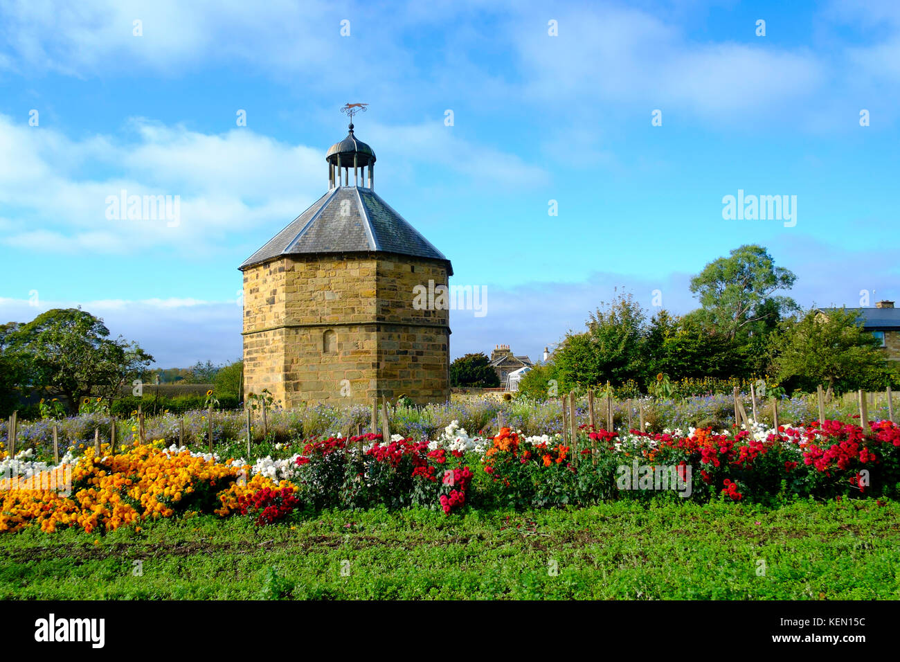 L'ancien pigeonnier à la 14e siècle prieuré Augustin à Guisborough avec chrysanthèmes cultivées commercialement en face Banque D'Images