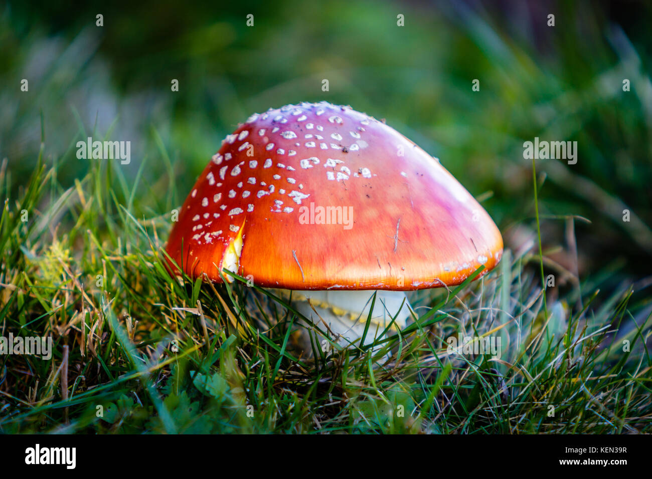 Amanita muscaria champignon dans la Forêt Noire à un octobre doré jour d'automne. Banque D'Images