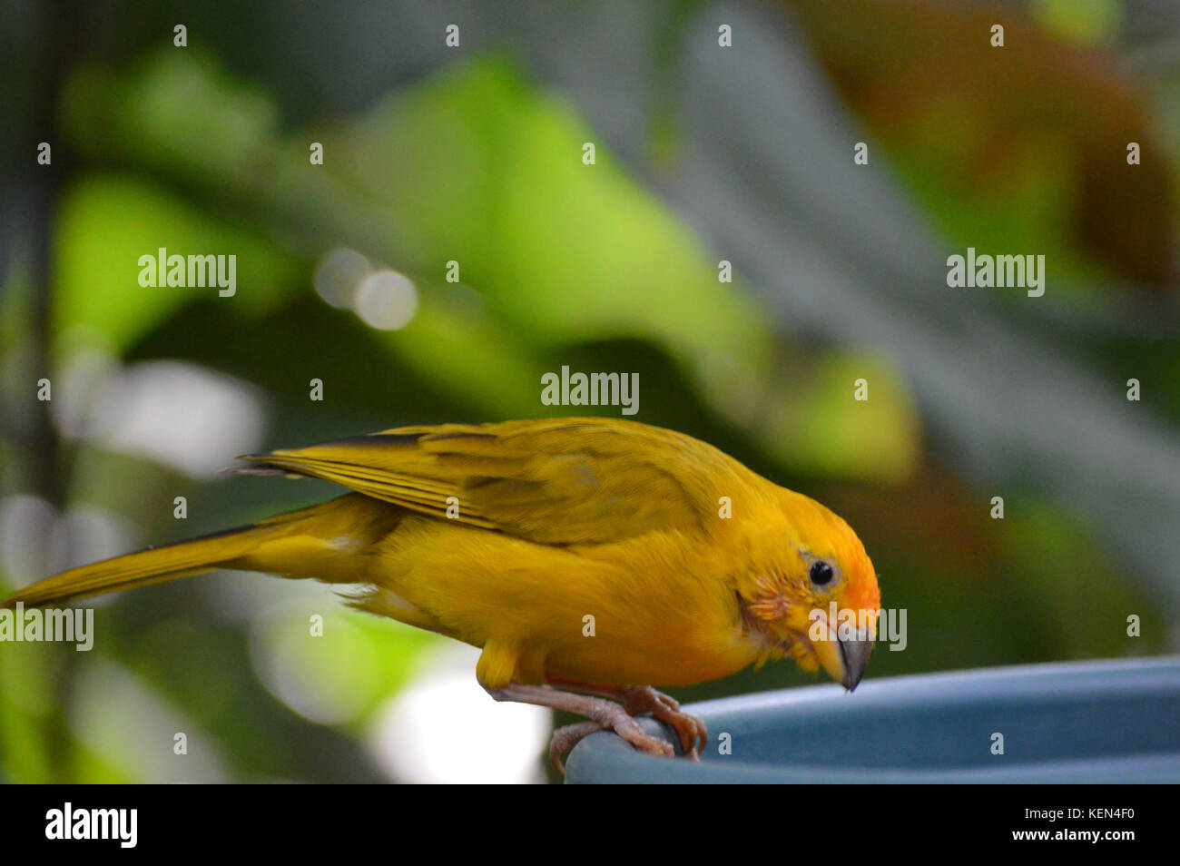 oiseau jaune Banque D'Images