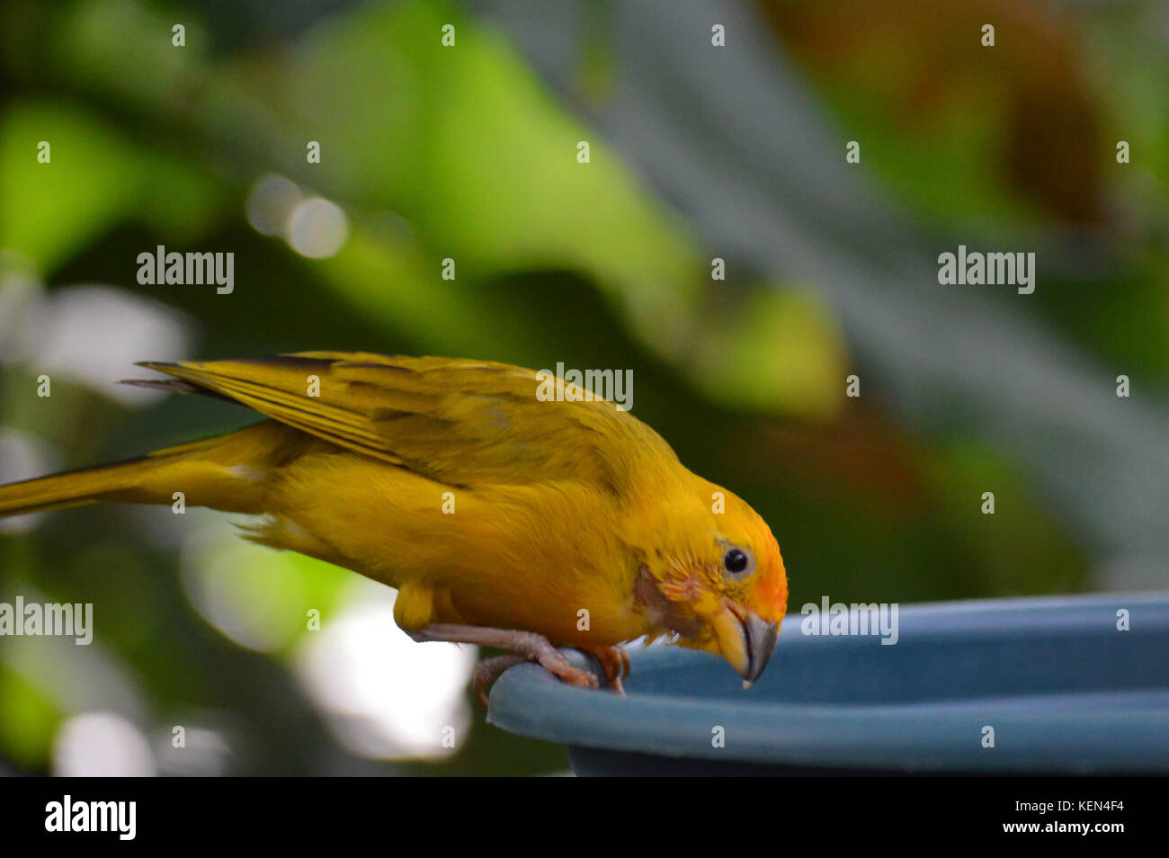 oiseau jaune Banque D'Images