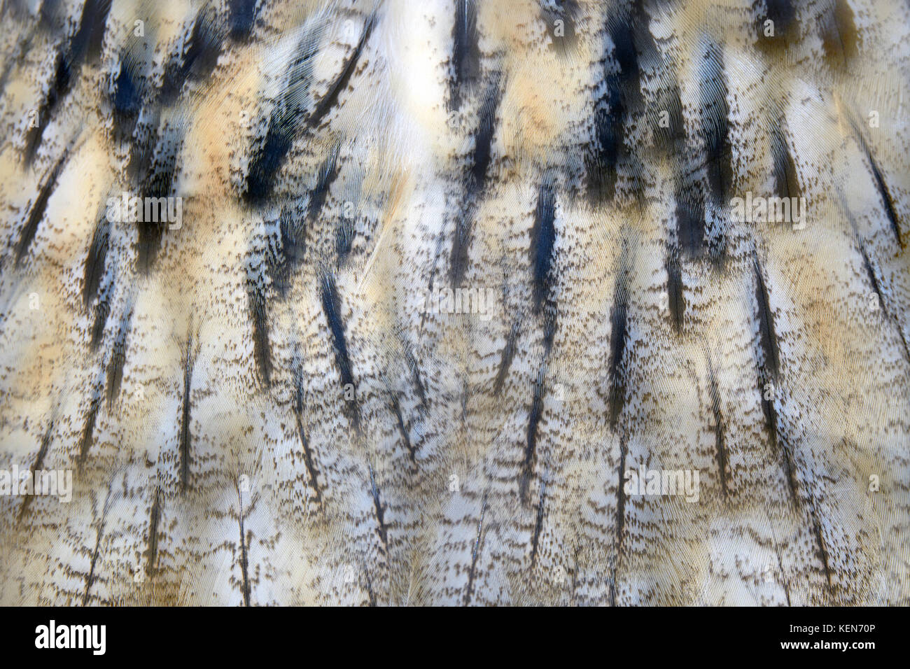 Libre de texture de plumes de hibou marron Banque D'Images