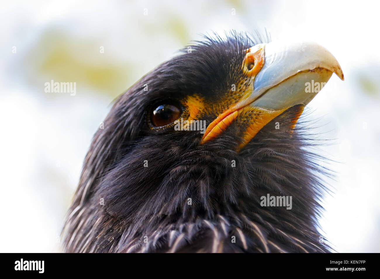 Chef d'un oiseau faucon caracara strié adultes en vue de profil regardant vers le haut Banque D'Images