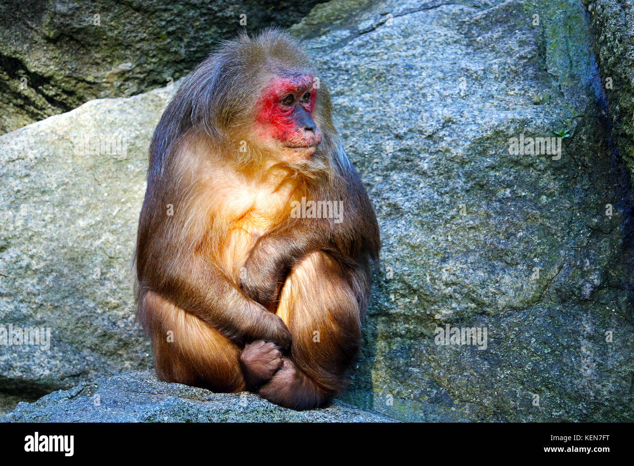 Singe macaque à queue moignon assis sur un rocher au soleil Banque D'Images