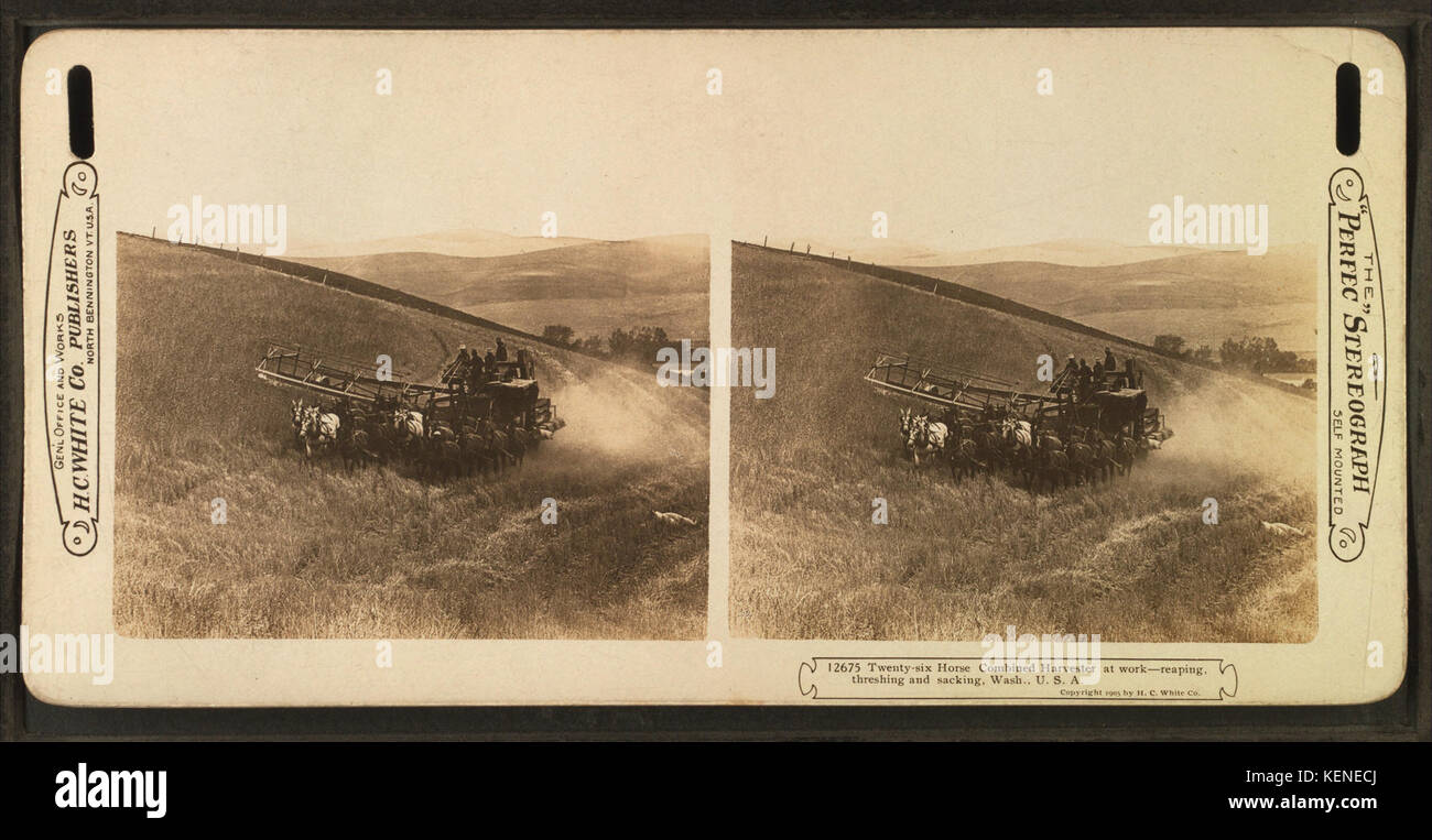 Vingt-six l'ensileuse combinée au travail, la récolte, le battage et le renvoi, dans l'État de Washington, Etats-Unis, de Robert N. Dennis collection de vues stéréoscopiques 2 Banque D'Images