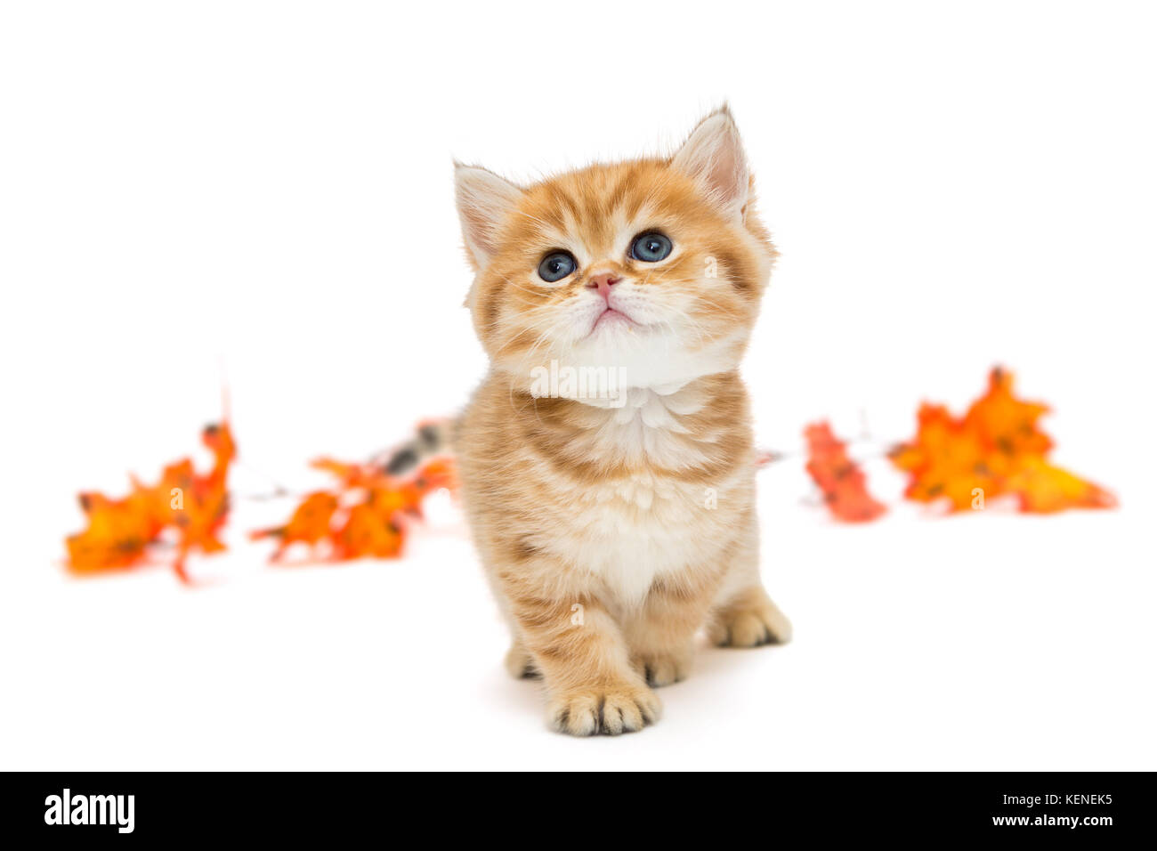Petit Chaton britannique et les feuilles d'automne, isolé sur un fond blanc. Banque D'Images
