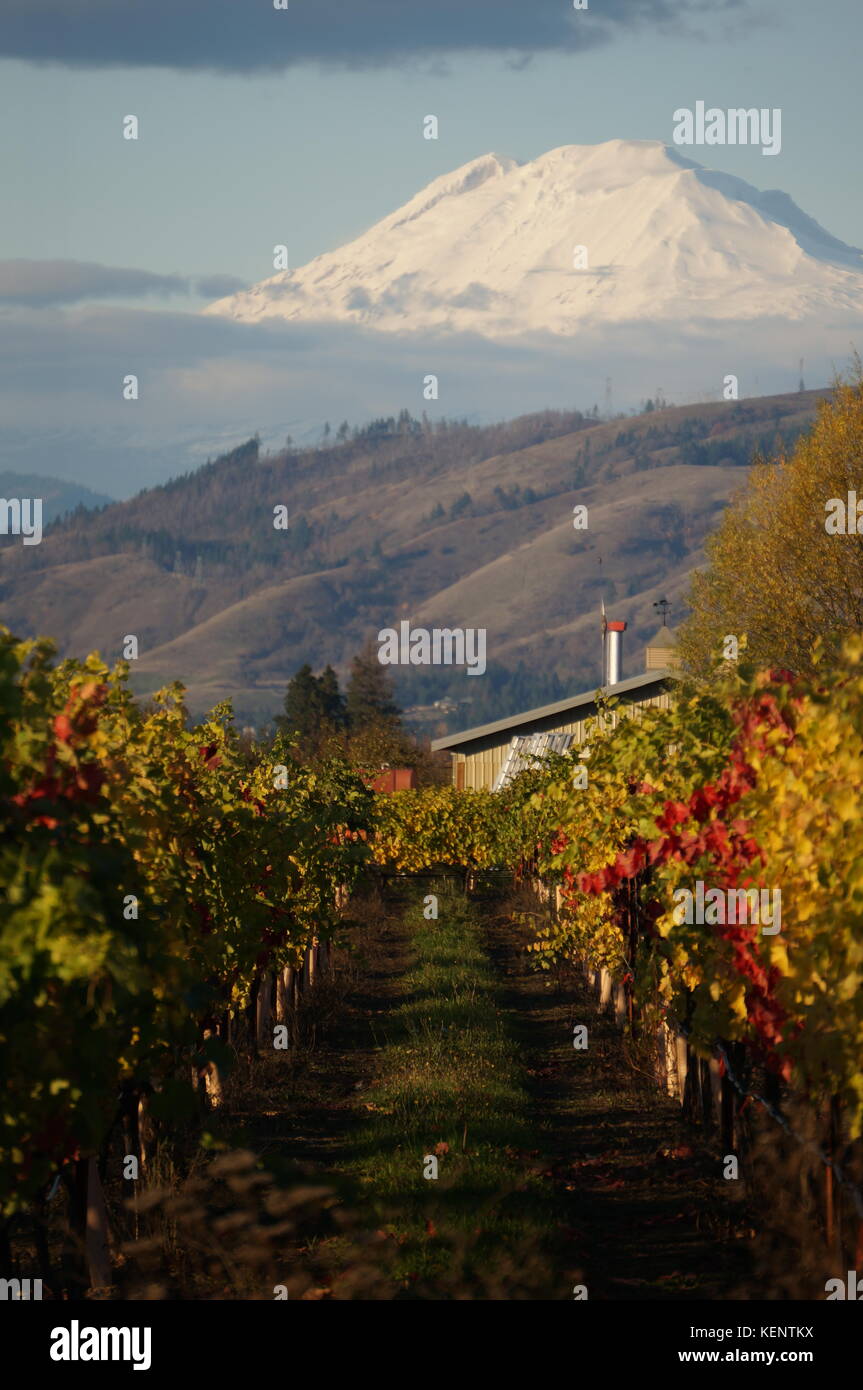 L'automne à la vigne Banque D'Images