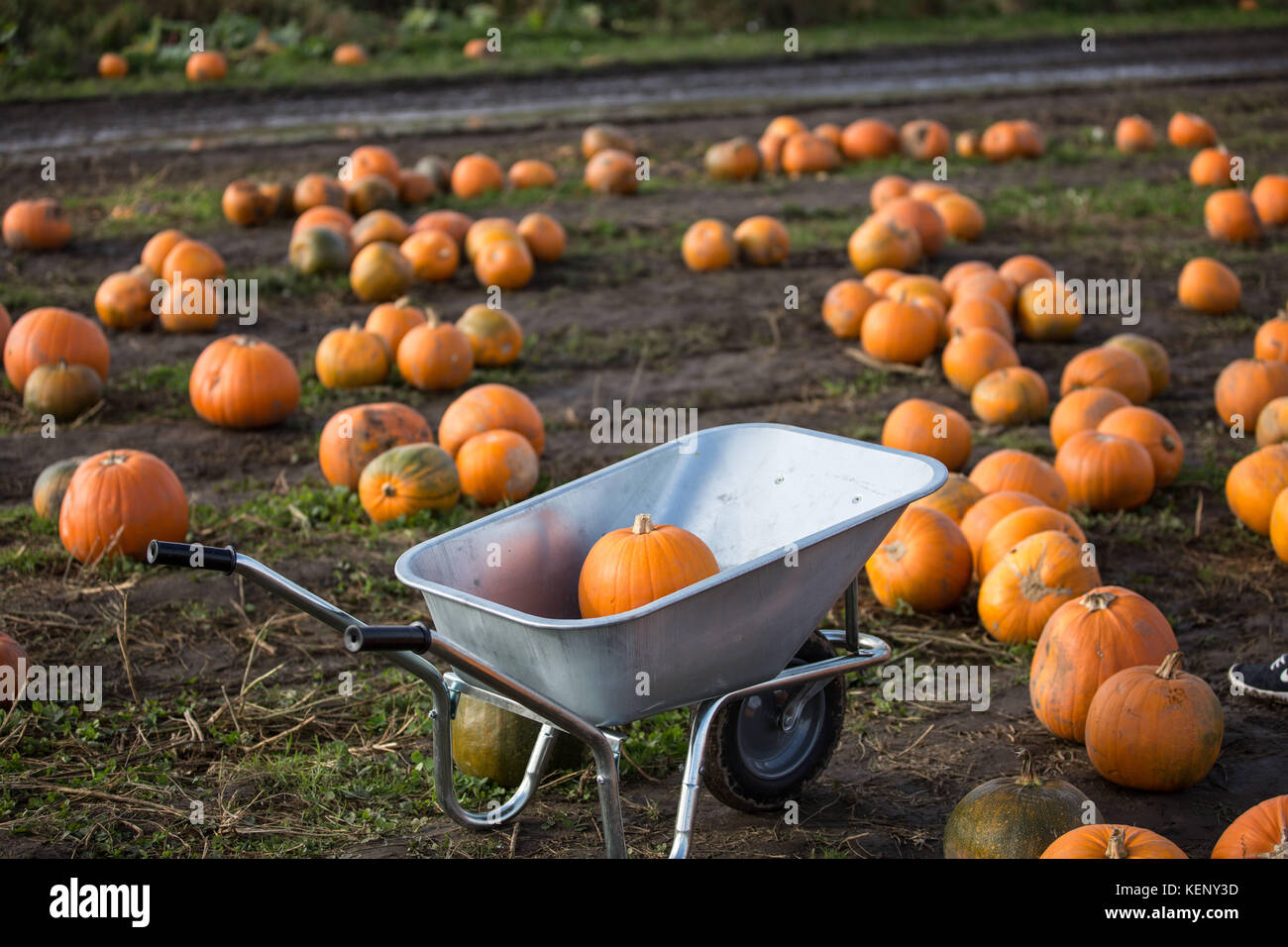 Pontefract, Royaume-Uni. 22 octobre 2017. Une brouette vue à l'intérieur de la ferme, les gens les utilisent pour transporter des citrouilles à l'extérieur.le marché de la citrouille est l'une des choses qui sortent chaque année, principalement autour d'octobre dans la ville du marché dans le West Yorkshire, les gens y voyagent directement et choisissent leurs citrouilles préférées parmi des milliers, normalement, en utilisant une brouette pour les transporter à l'extérieur, les familles et les enfants s'amusent pendant la journée, permettant à leurs enfants de voir la ferme et la nature. C'est Farmer Copleys est basé à Ravensknowle Farm, Purston Jaglin, Pontefract, en ayant l'expérience Banque D'Images