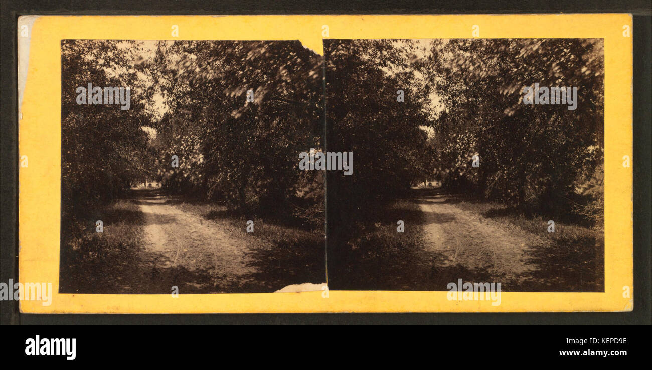 Myrtle Bush plantation, près de Beaufort, S.C, à partir de Robert N. Dennis collection de vues stéréoscopiques Banque D'Images
