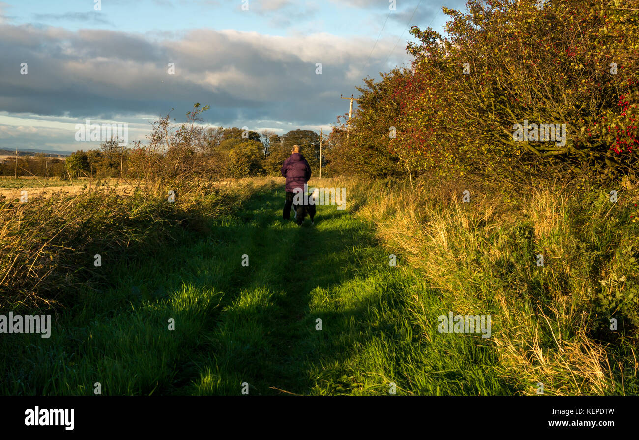 Femme marche un Colley chien sur le chemin de l'herbe dans la campagne en basse lumière du soleil sur une journée d'automne, East Lothian, Scotland, UK Banque D'Images