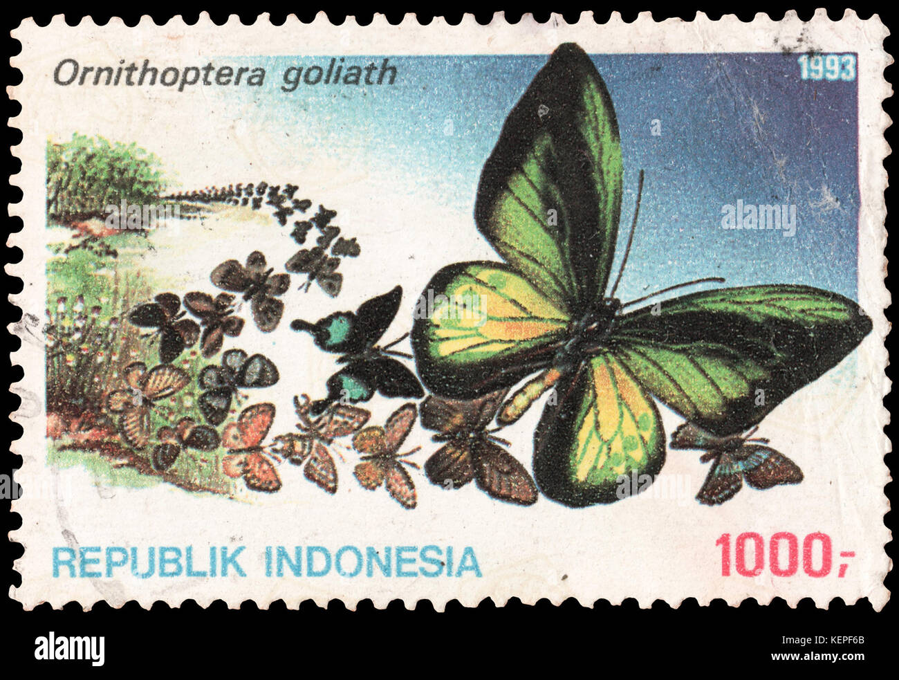 Ornithoptera goliath, également connu sous le nom de papillon à queue-d'andain de Goliath, est une grande espèce originaire de Papouasie-Nouvelle-Guinée et de certaines parties de l'Indonésie. Il est connu pour sa taille frappante et ses ailes colorées, ce qui en fait un spécimen prisé dans le monde de l'entomologie. Banque D'Images