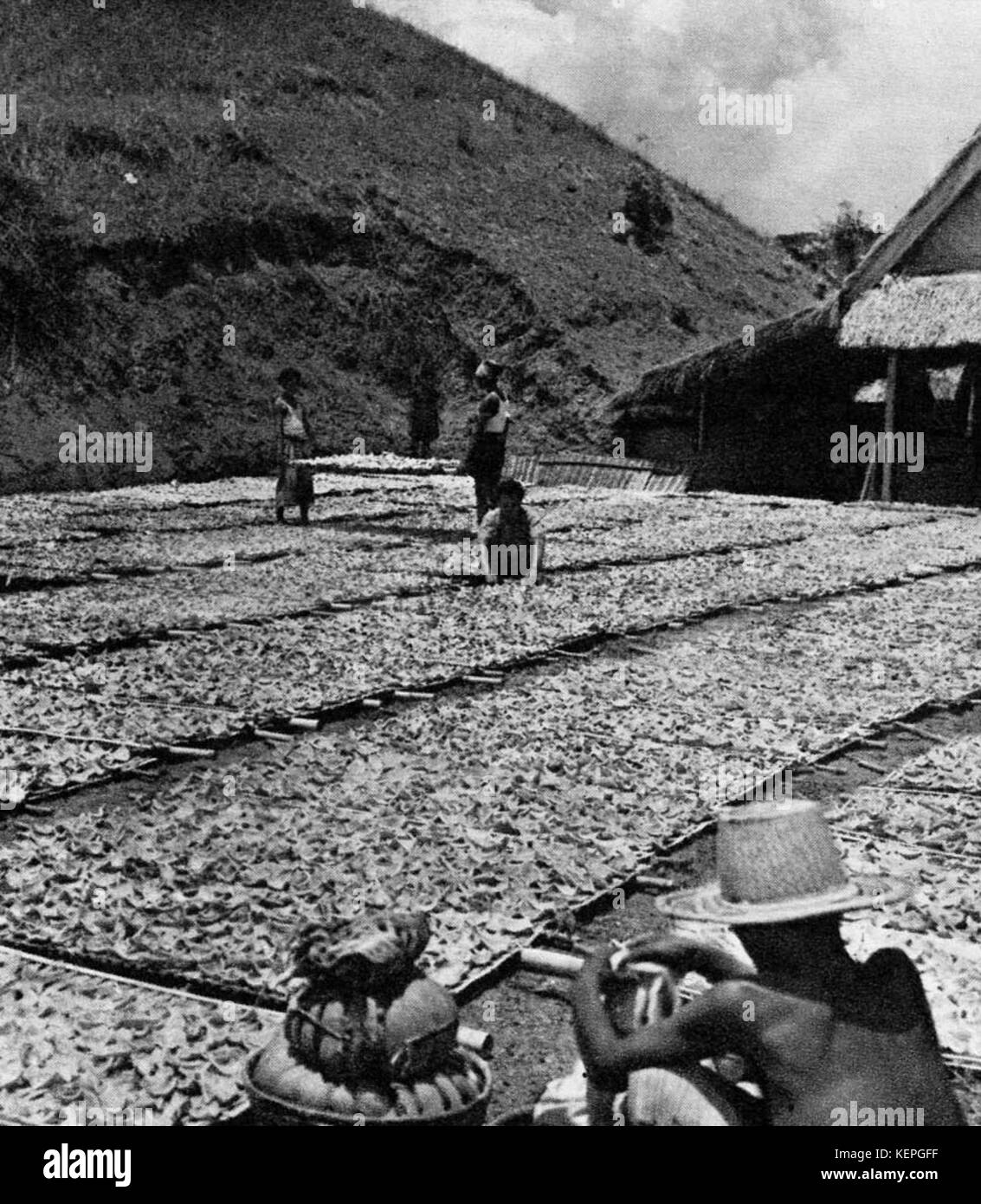 Le soleil a séché le coprah, savoir l'Indonésie... Connaissez votre ami, p20 Banque D'Images