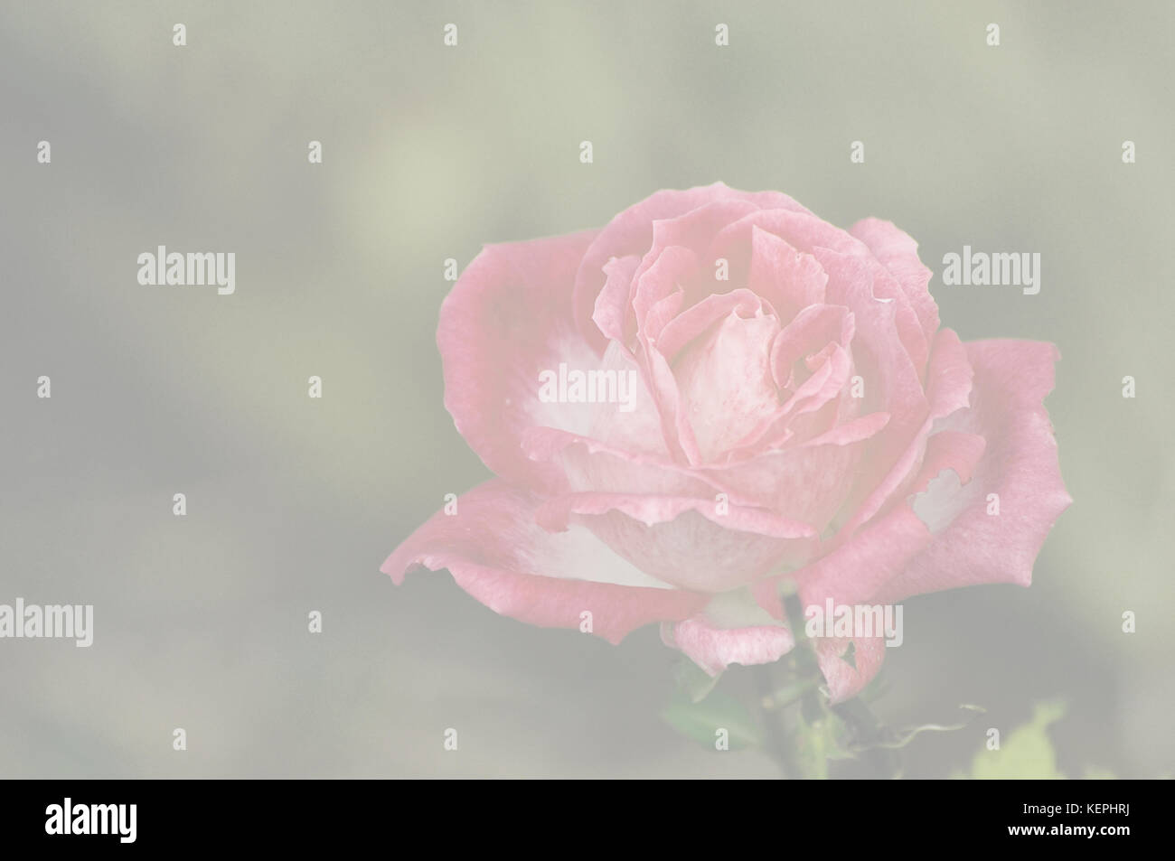 Fleur rose ouverte en rose de la tête Banque D'Images
