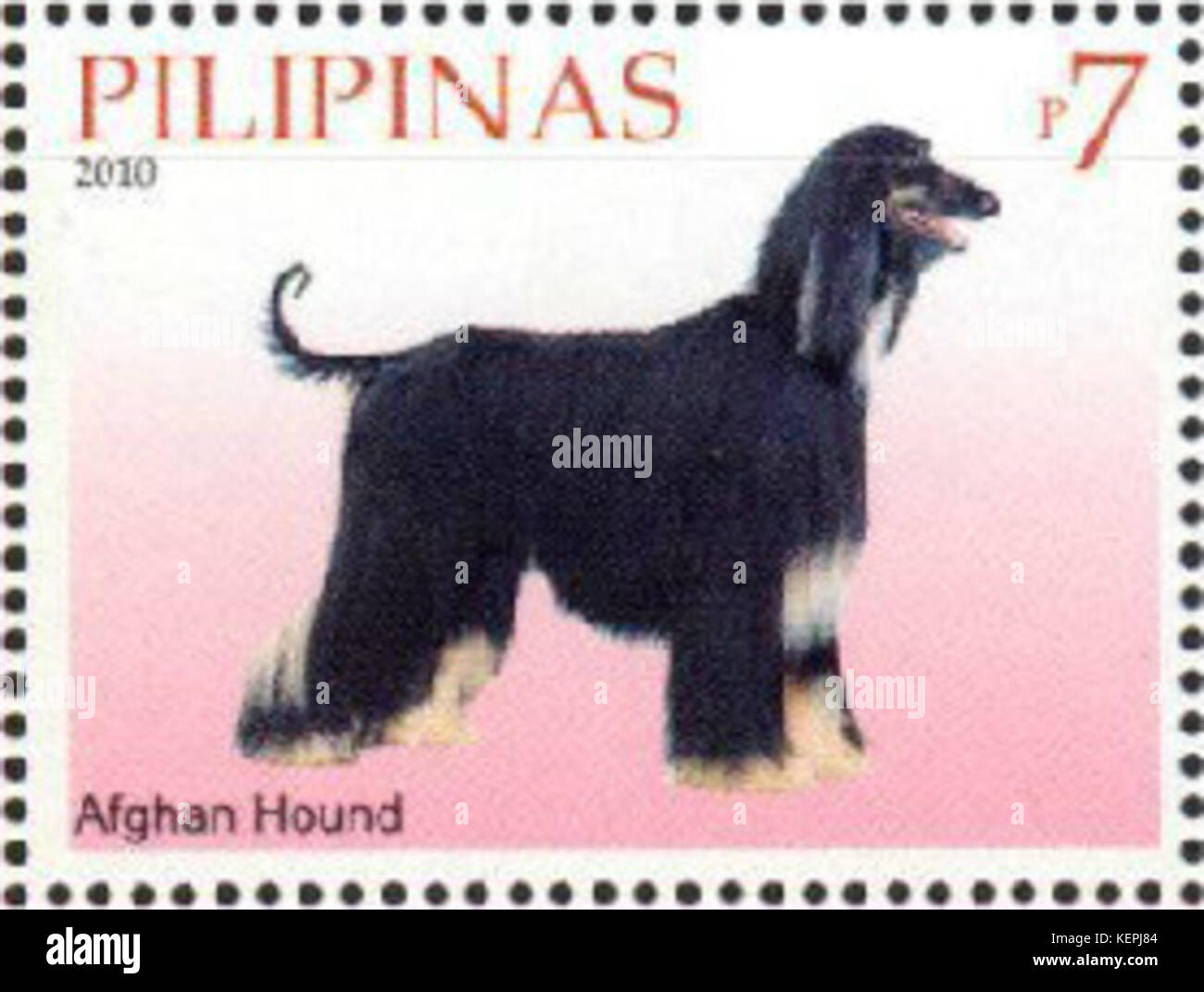 Lévrier Afghan Canis lupus familiaris Banque D'Images