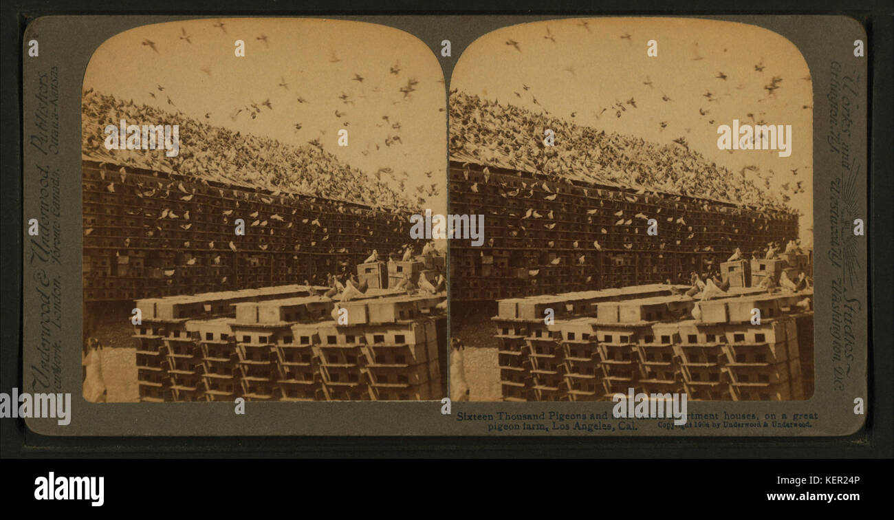 Seize mille pigeons et leur modèle d'appartements, sur une grande ferme pigeon, Los Angeles, Cal, par Underwood & Underwood Banque D'Images