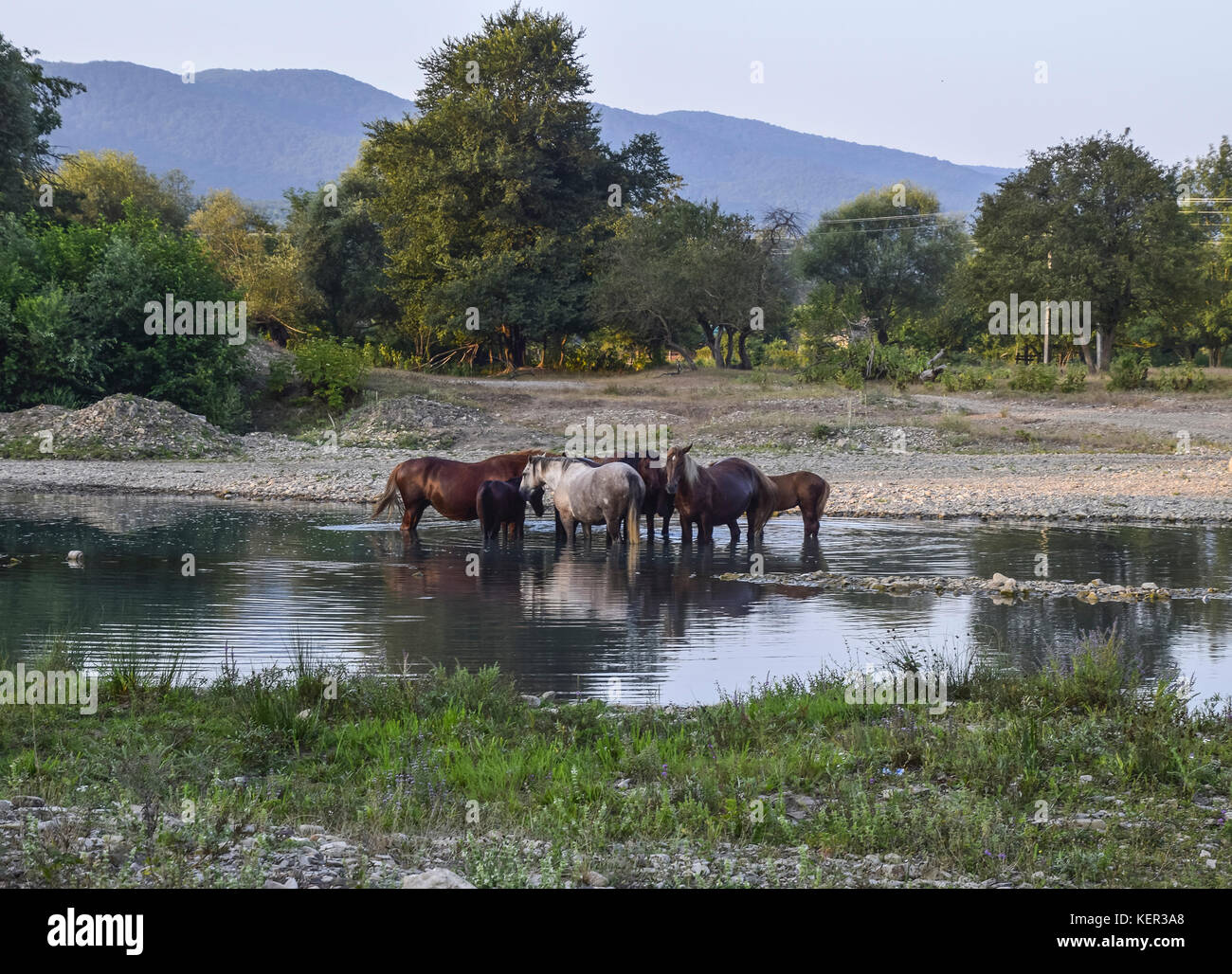 Chevaux à pied en ligne avec une réduction de la rivière. la vie de chevaux. Banque D'Images
