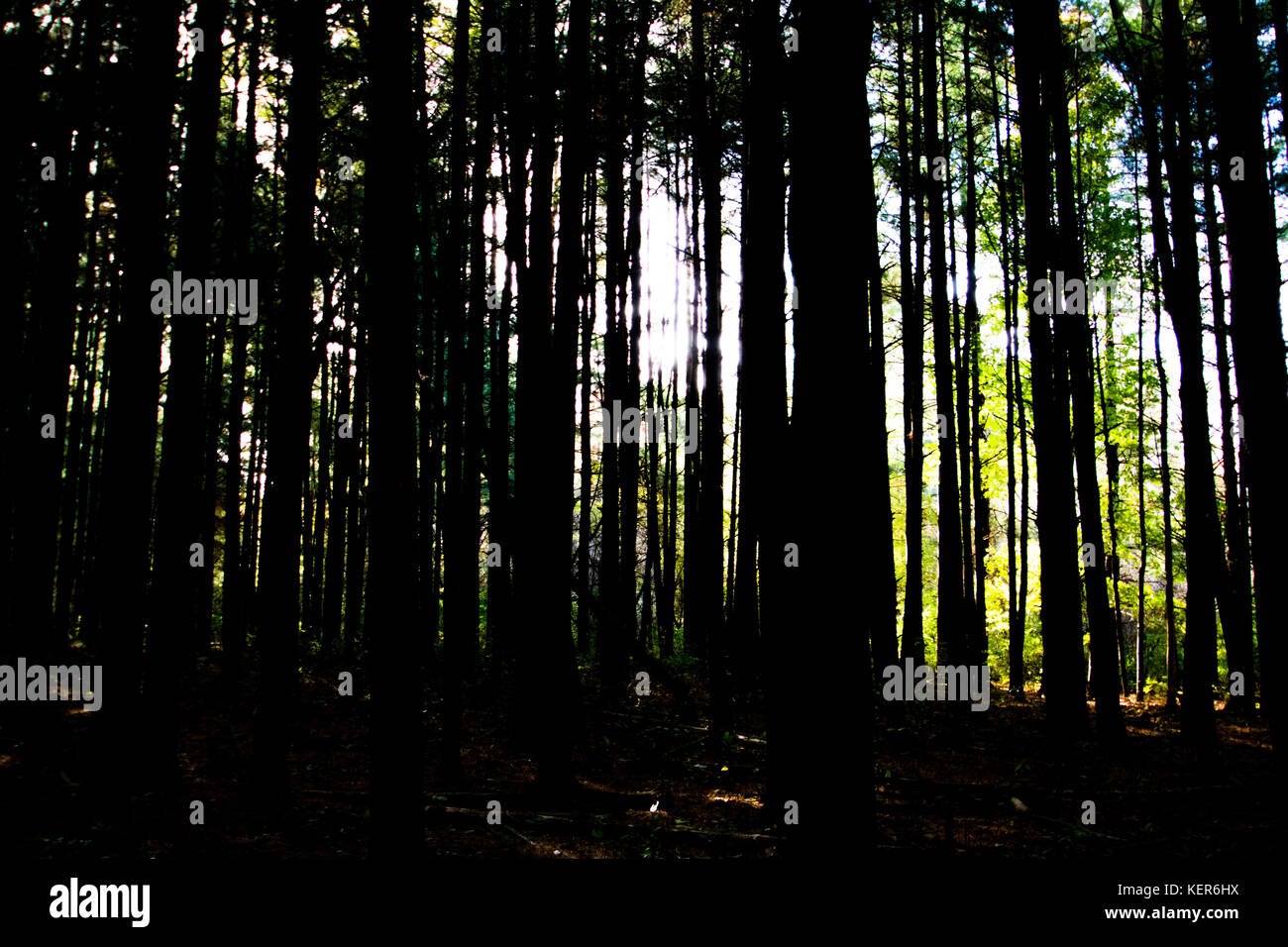 Forêt de conifères en Ohio Banque D'Images