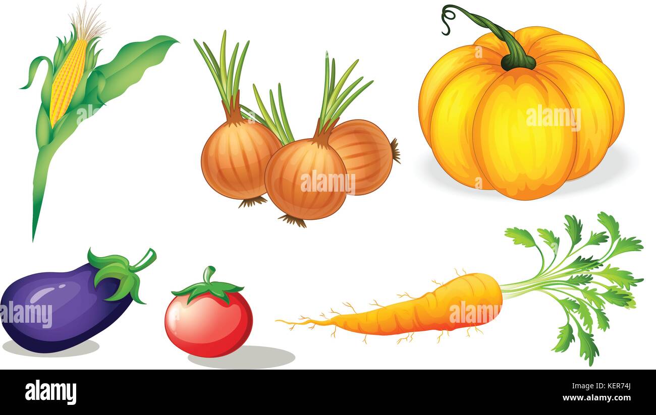 Illustration des légumes sains et d'épices sur un fond blanc Illustration de Vecteur