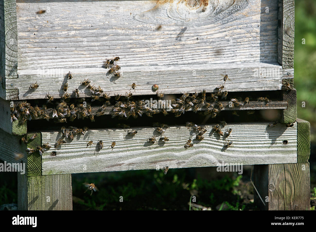 Ruches d'abeilles en été permettant aux abeilles de profiter pleinement de la bruyère en fleur sur la lande. Banque D'Images