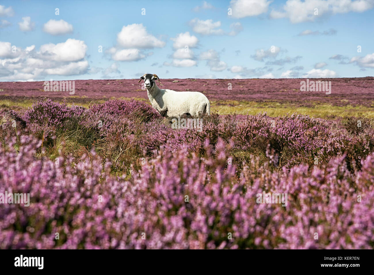 Moutons dans le Yorkshire du Nord de la lande Banque D'Images