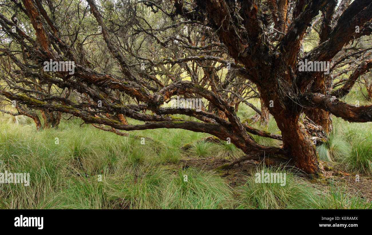 Arbre situé dans la réserve écologique de l'amarrage en los ilinizas en Equateur. Nom commun : arbre de papier. Nom scientifique : polylepis incana Banque D'Images