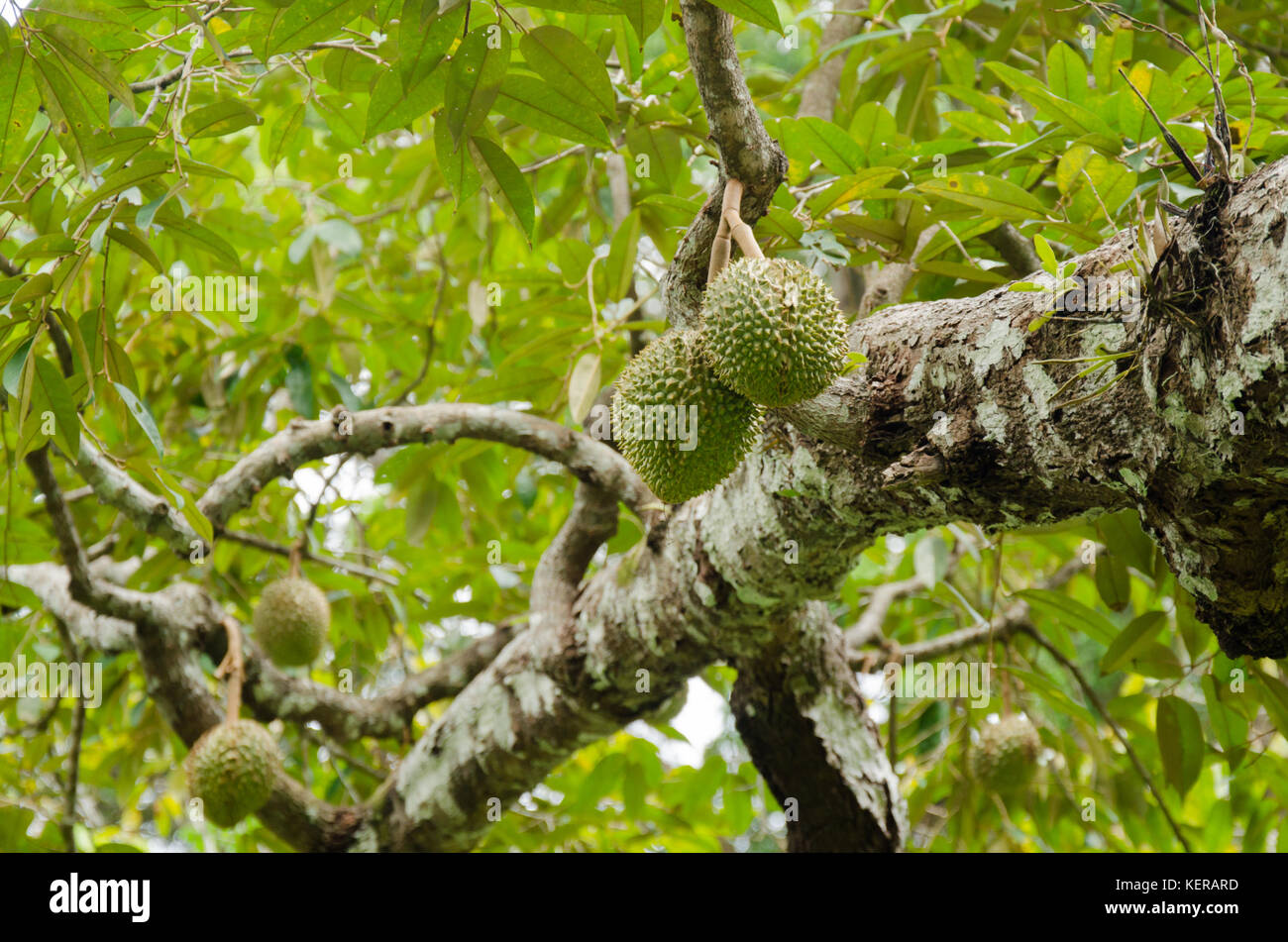 Durian arbres dans le jardin. Banque D'Images