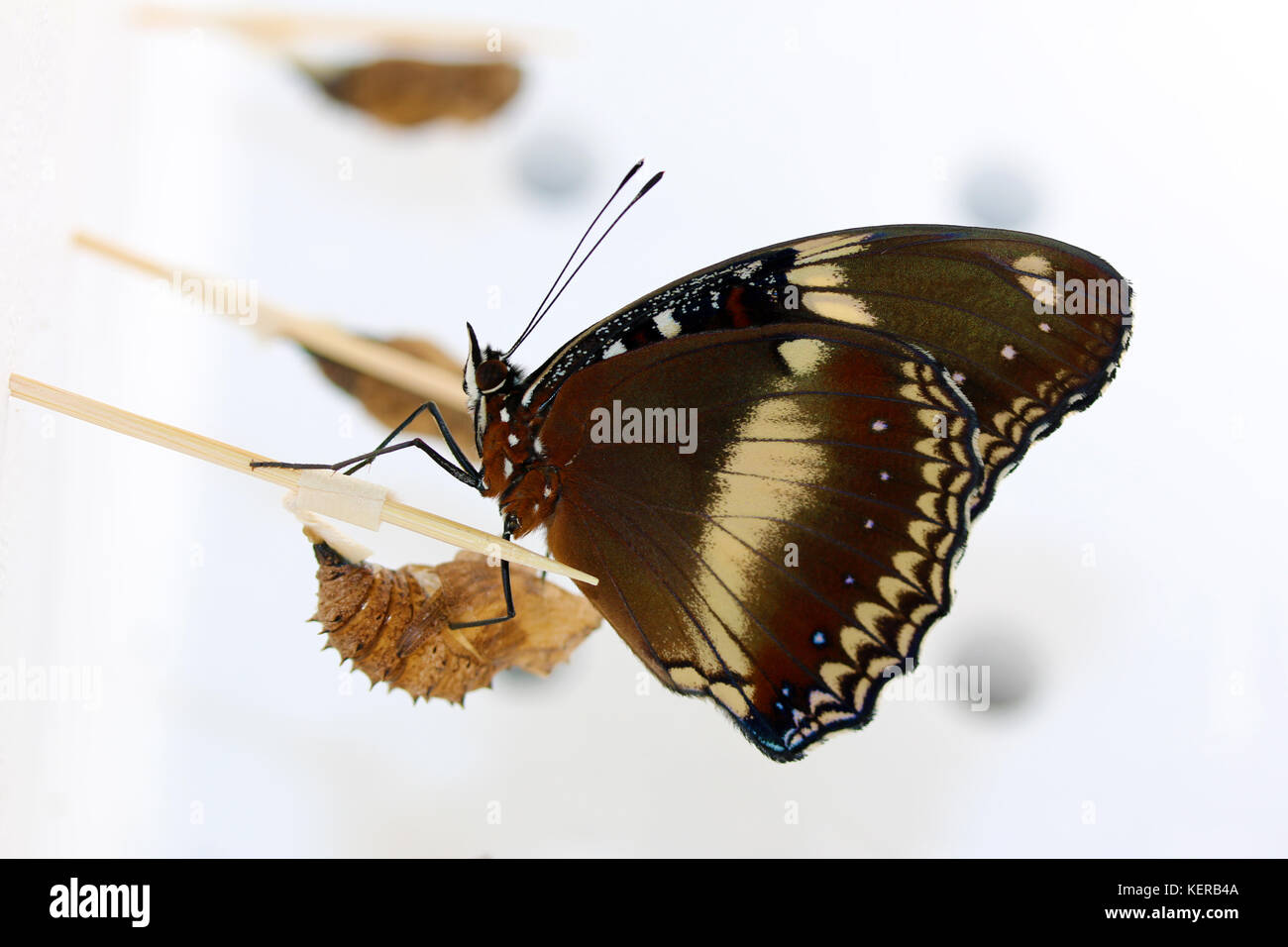 Naissance papillon Banque D'Images