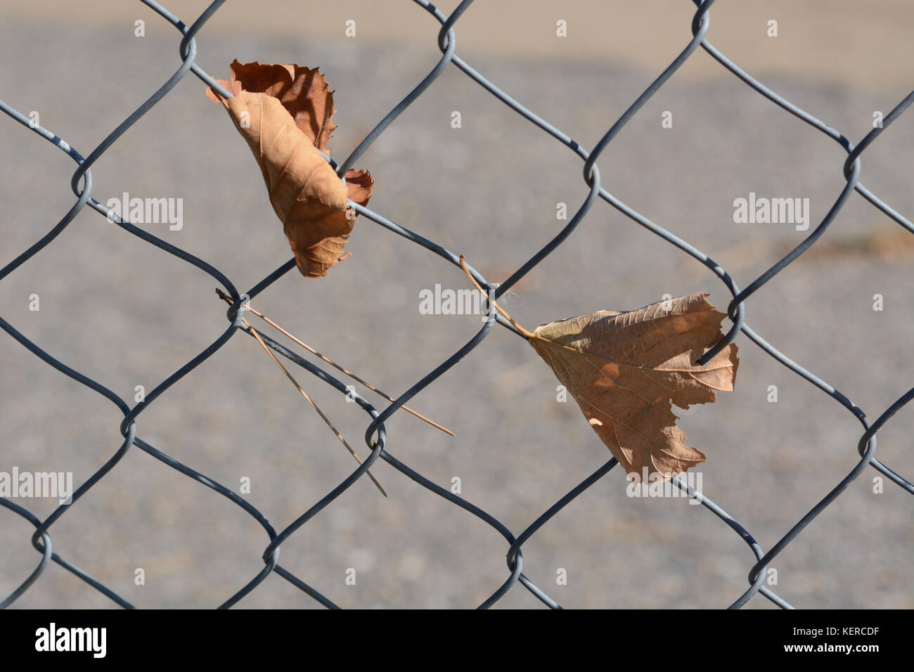 L'automne les feuilles balayées par les morts empêtrés sur chainlink fence Banque D'Images