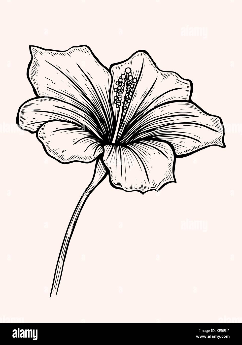 Fleur d'hibiscus. part croquis. vector illustration isolé sur fond blanc. Illustration de Vecteur
