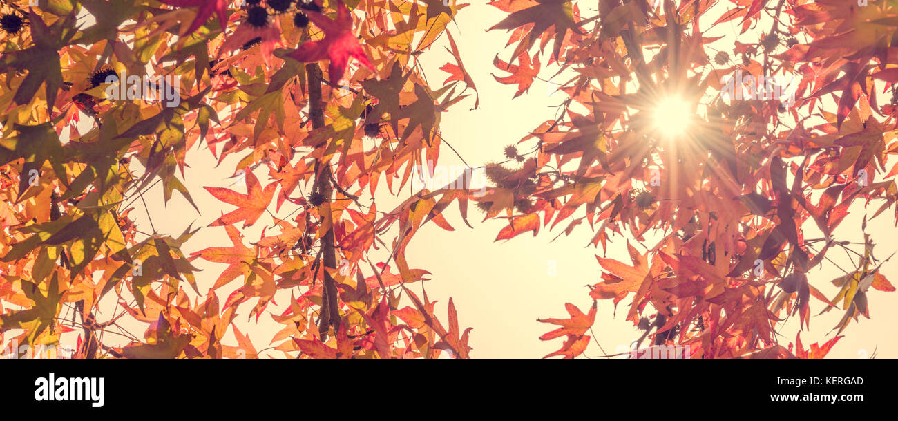 Automne feuilles d'érable avec sunbeam, à la recherche dans une forêt en automne, processus vintage Banque D'Images