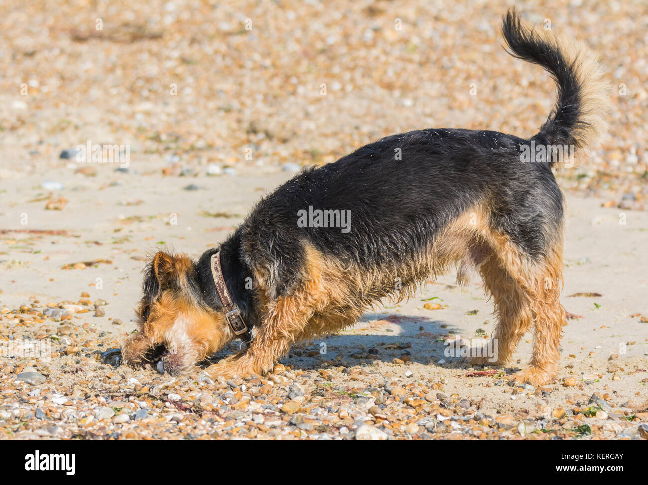 Petit chien jouant sur une plage. Banque D'Images