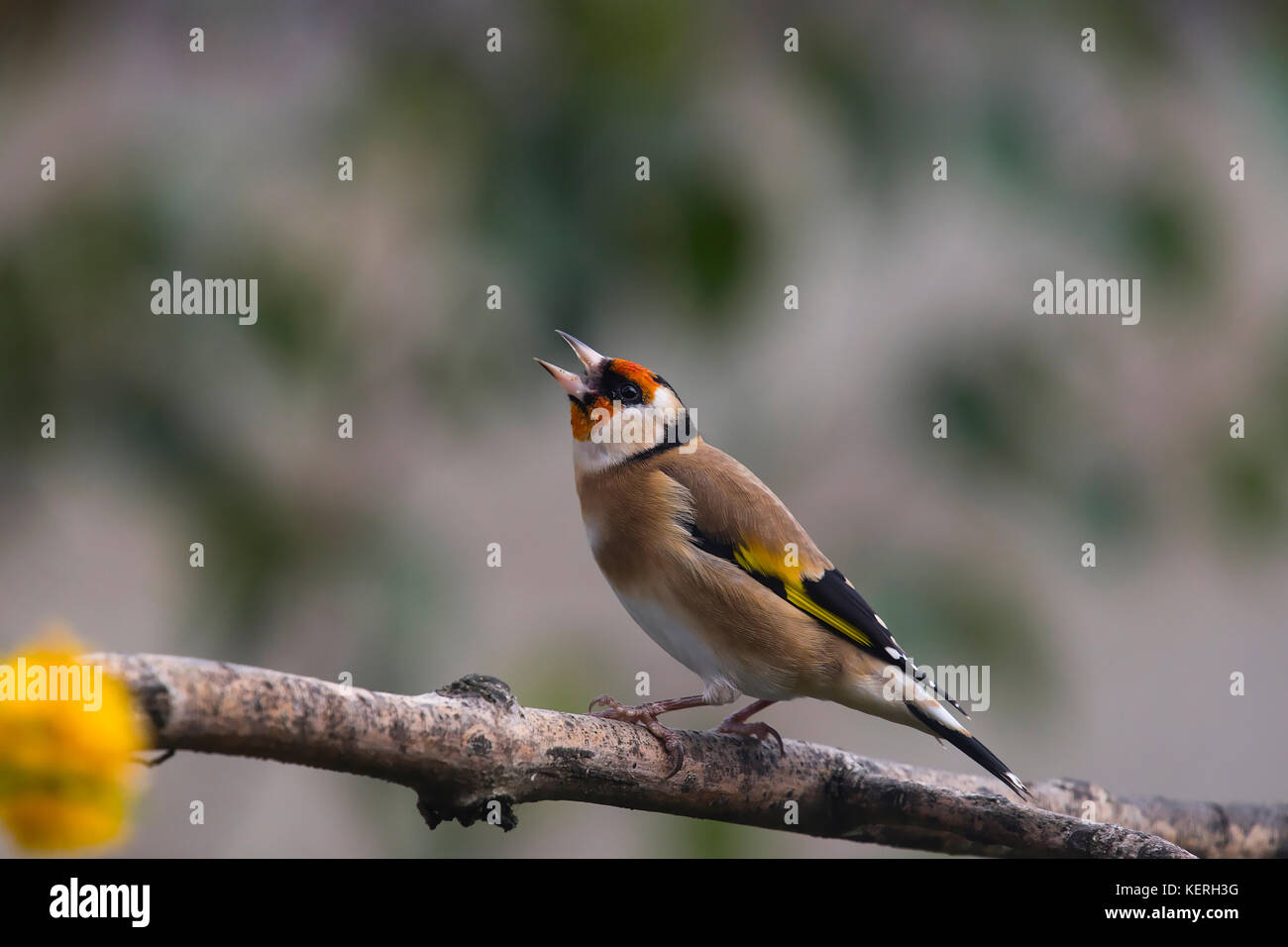 Ce beau petit chardonneret assis sur une branche avec son bec ouvert. Banque D'Images