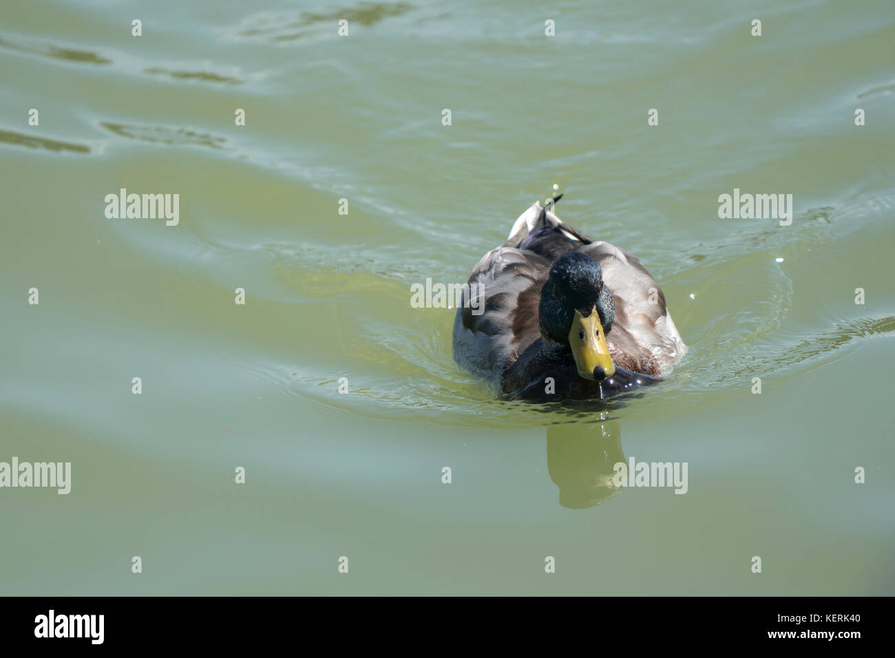 Un canard dans l'eau coloré Banque D'Images