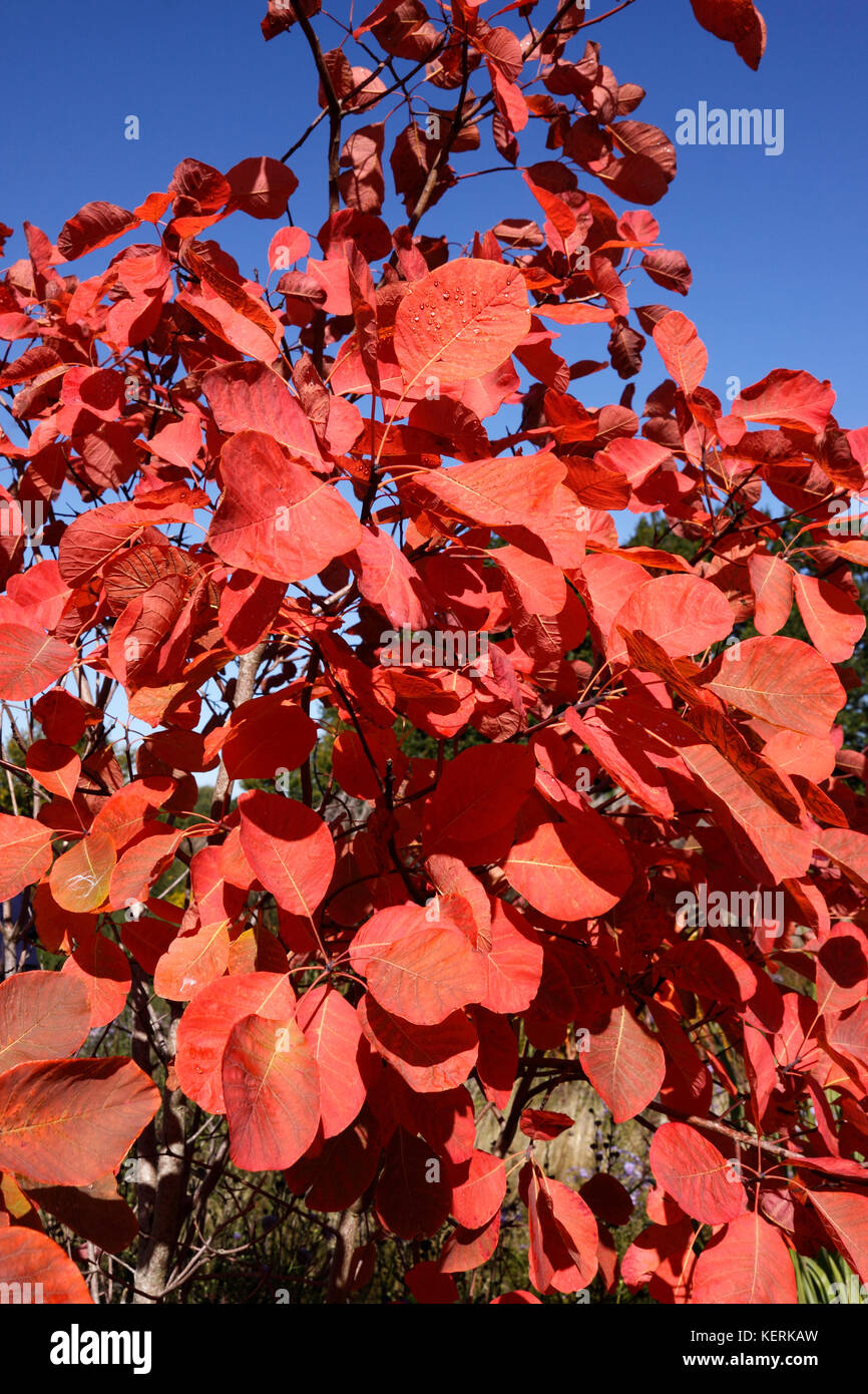 OBOVATUS continus. BUSH DE FUMÉE. AMERICAN SMOKE TREE. CHITTAMWOOD. Banque D'Images