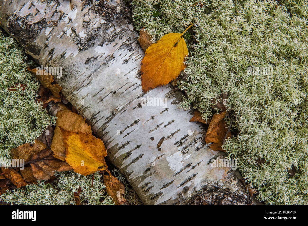 Détail de bouleau blanc connectez-vous à même le sol forestier avec lichen des rennes, l'Ontario, Canada par Bruce Montagne/Dembinsky associés Photo Banque D'Images