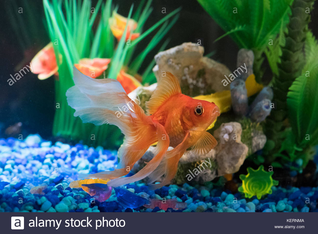 Poisson rouge poisson rouge et la décoration d'un magnifique aquarium