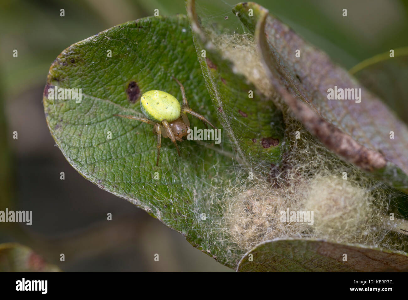 Araignée Web Orbe vert concombre; Araniella cucurbitina Single avec Web sur Leaf Cornwall; Royaume-Uni Banque D'Images