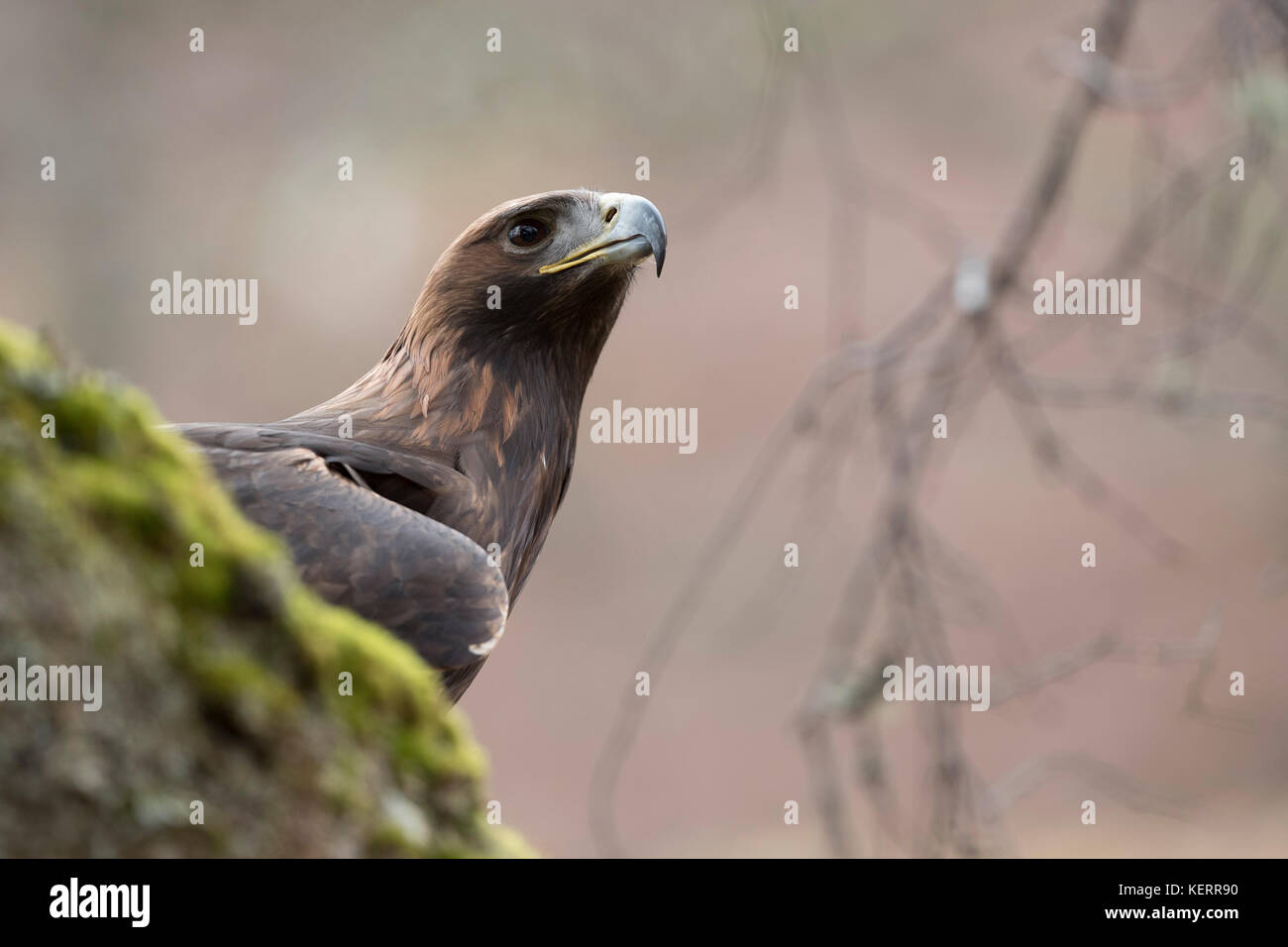 L'aigle royal, Aquila chrysaetos seul Portrait de l'Écosse, Royaume-Uni Banque D'Images