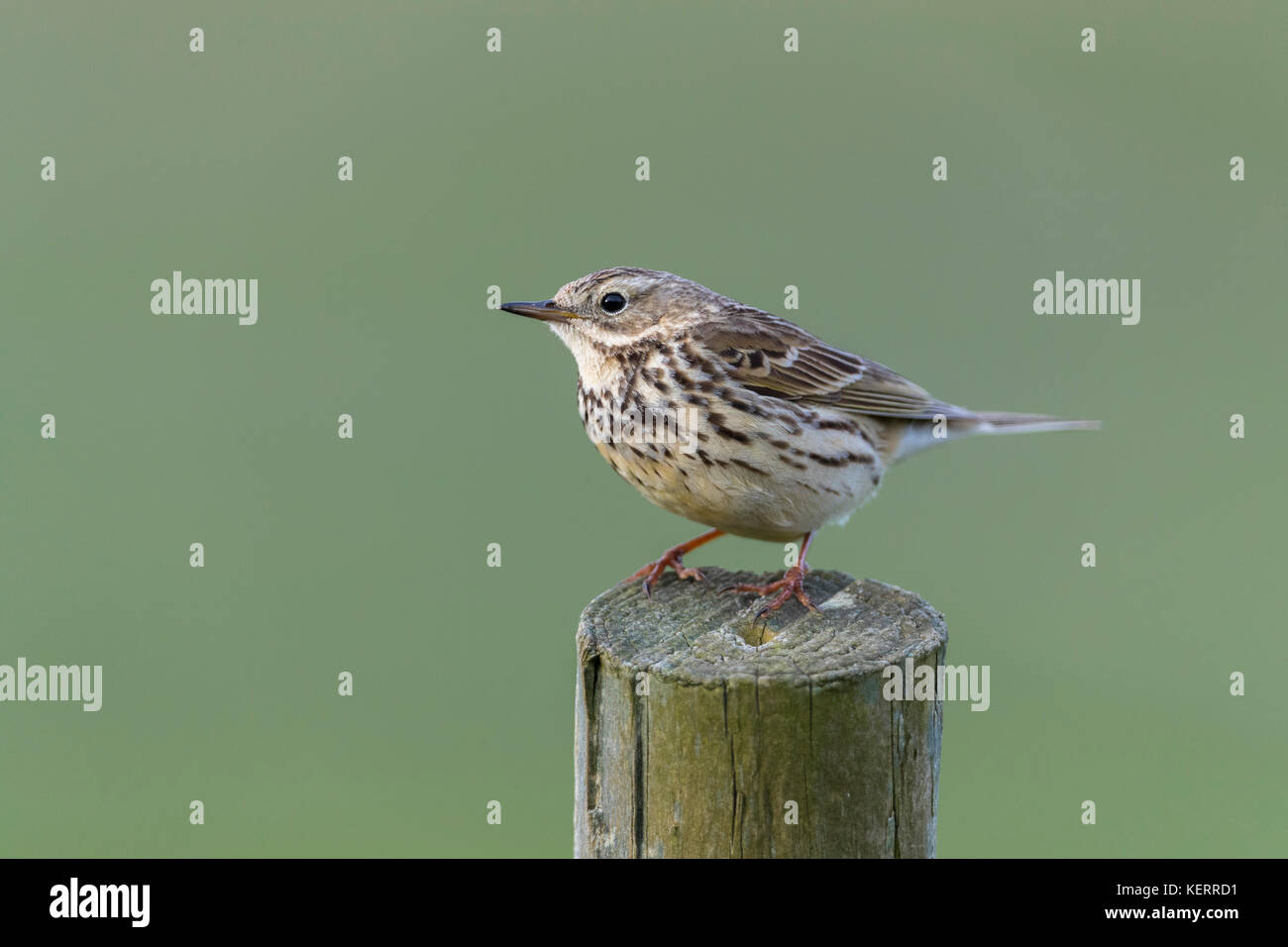 Meadow Pipit spioncelle Anthus pratensis ; seul le Yorkshire Post ; UK Banque D'Images